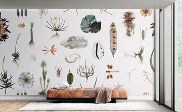 Cabinet of Natural Curiosities (colour)